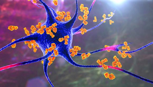 Antibodies Attacking Neuron